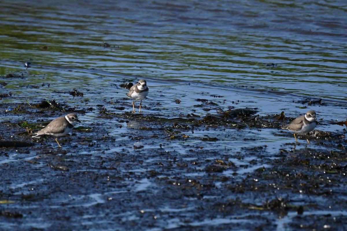 Semipalmated Plover - ML626983363