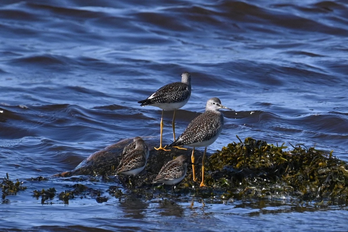 Lesser Yellowlegs - ML626983376