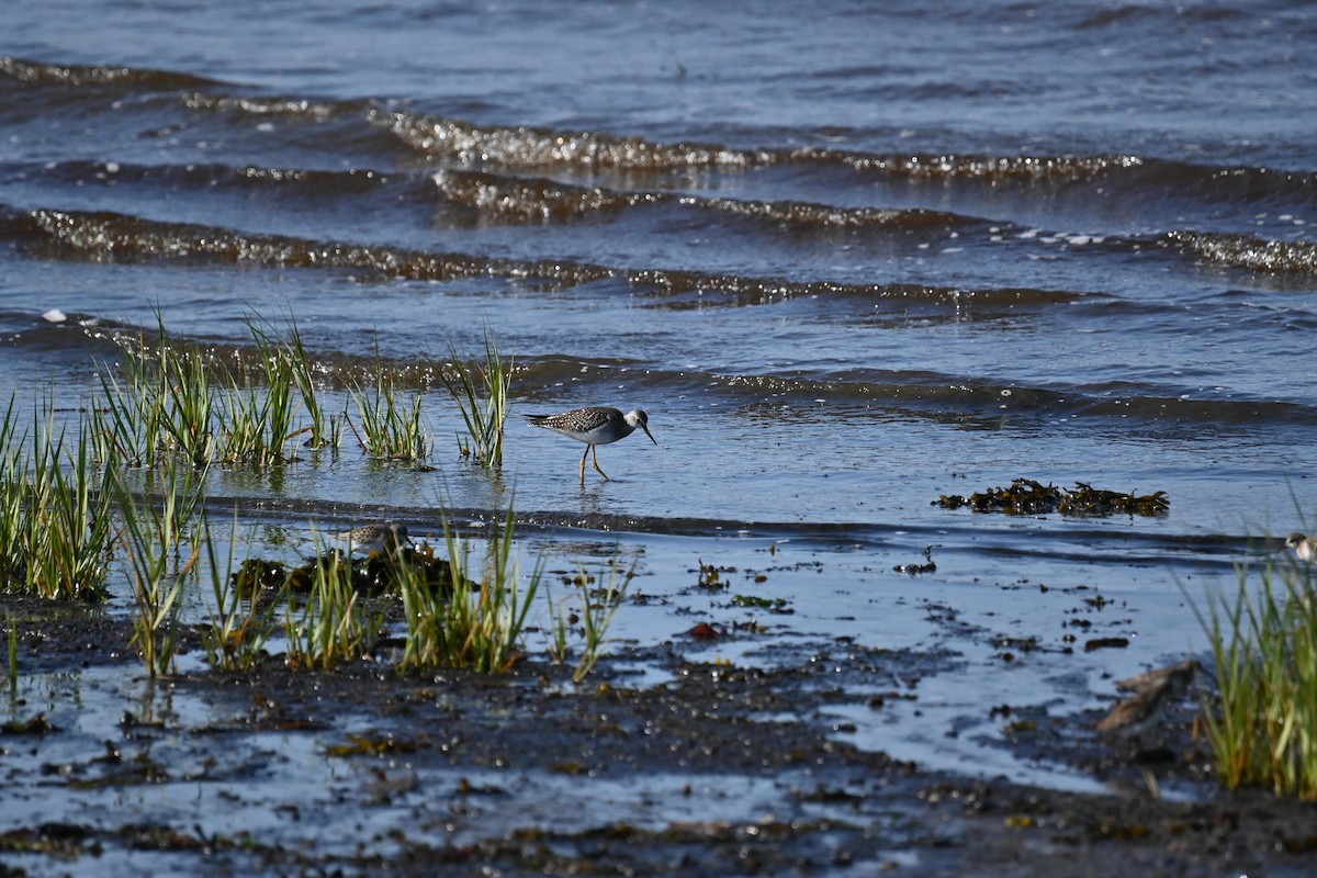 Lesser Yellowlegs - ML626983377