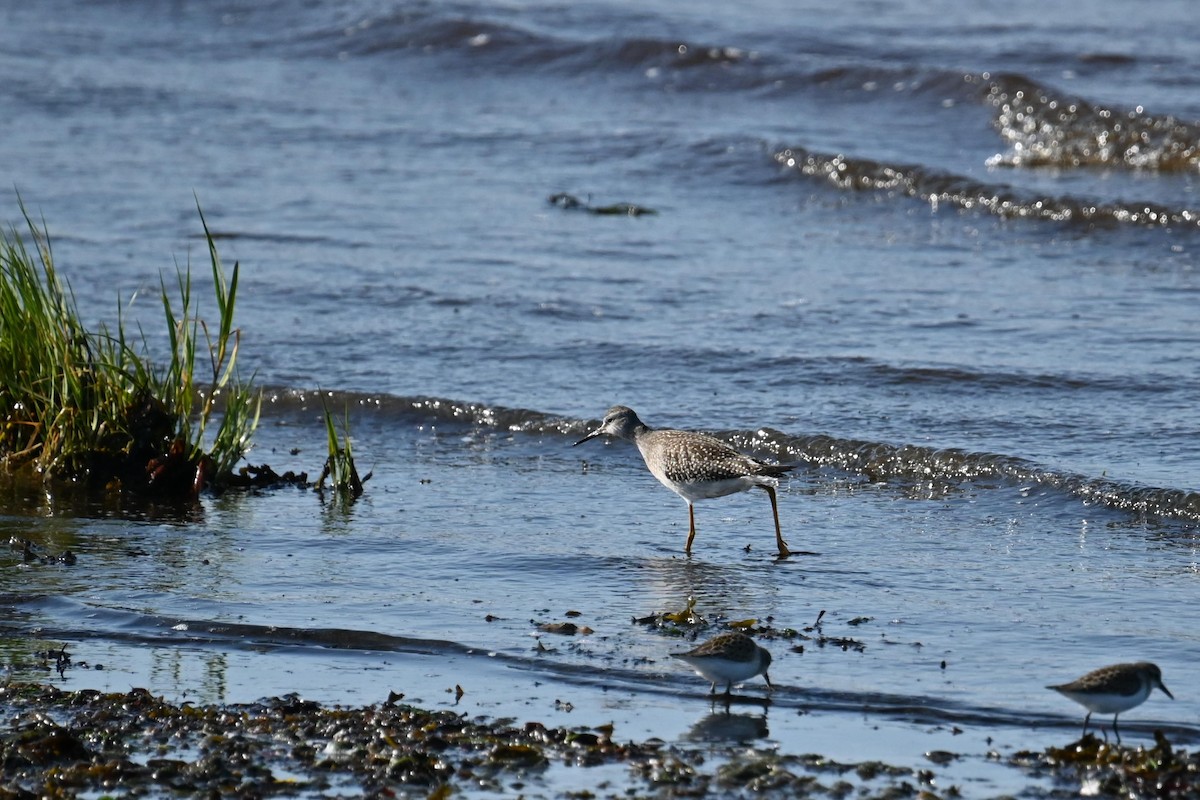 Lesser Yellowlegs - ML626983378
