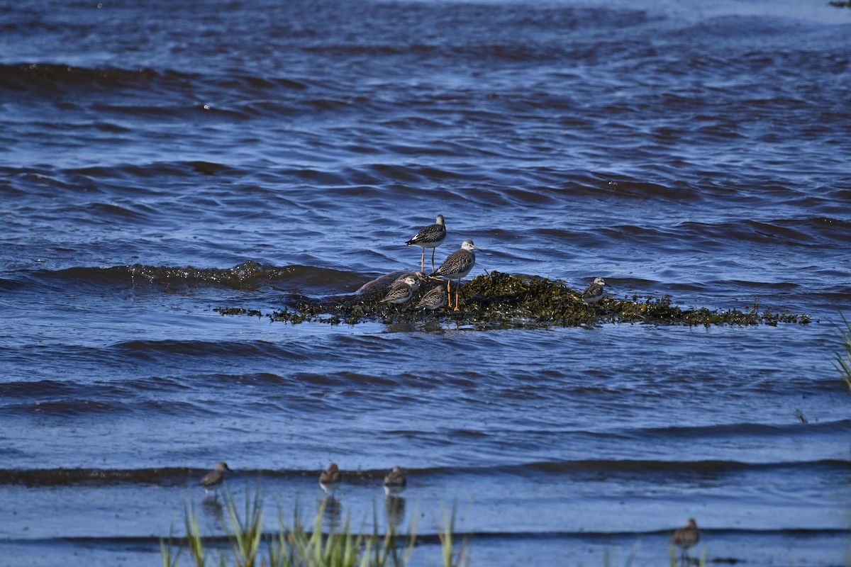 Lesser Yellowlegs - ML626983379