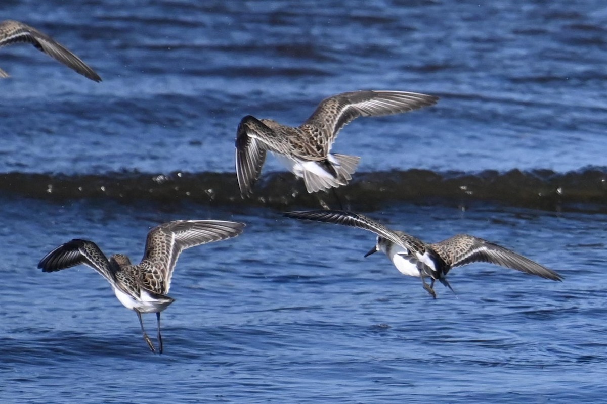 shorebird sp. - ML626983396
