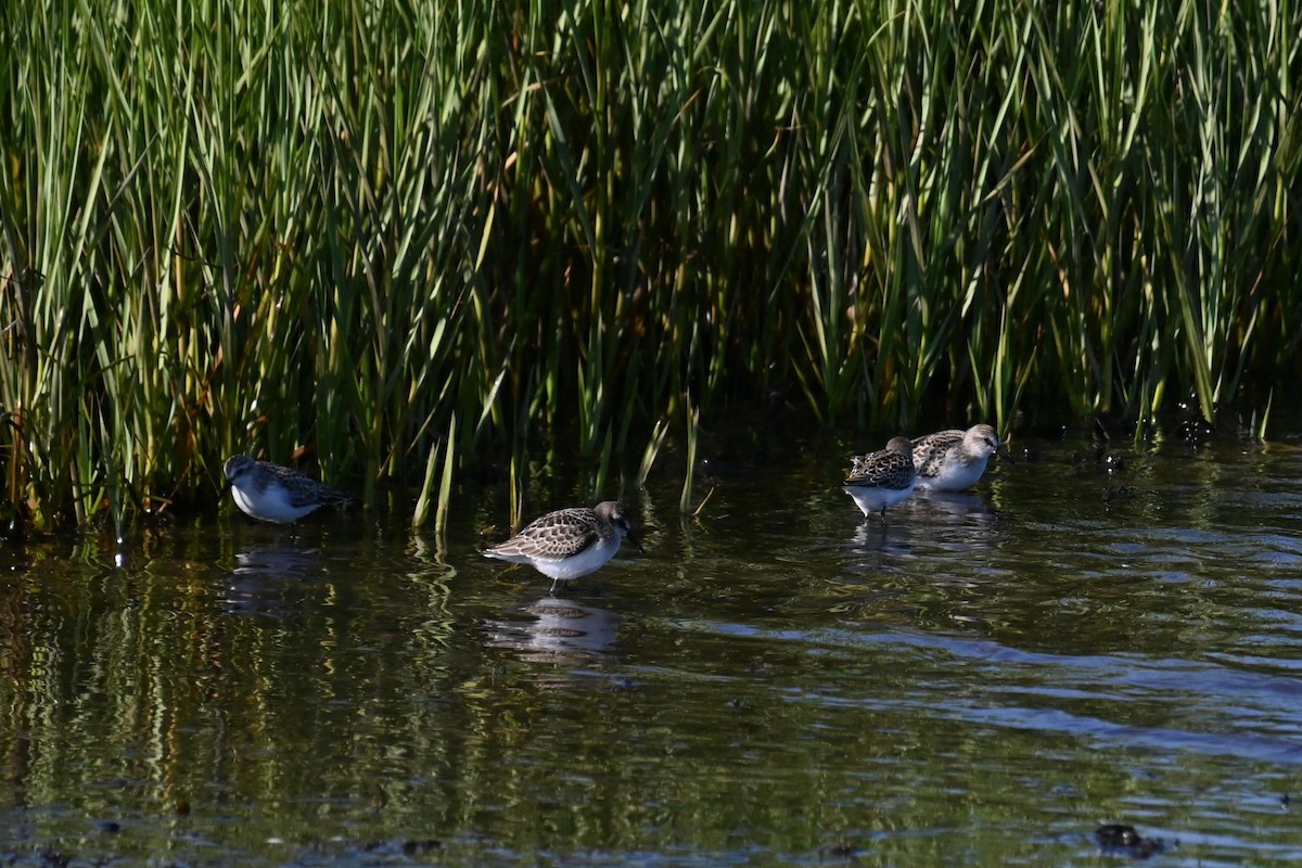 shorebird sp. - ML626983397