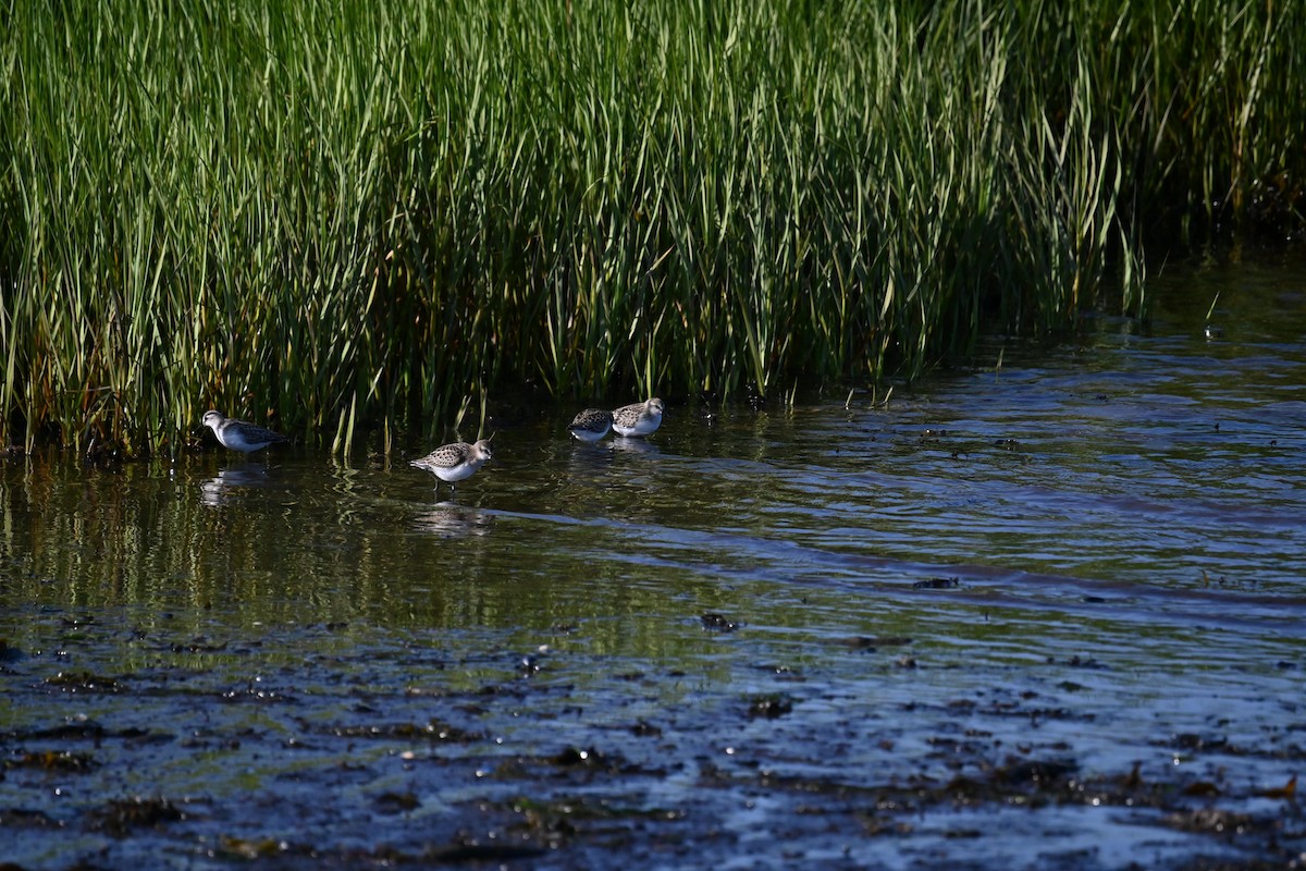 shorebird sp. - ML626983399