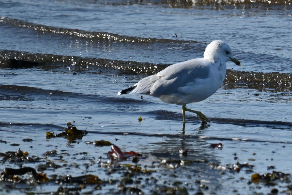 Ring-billed Gull - ML626983409