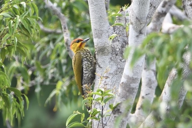 Yellow-throated Woodpecker - ML626983478