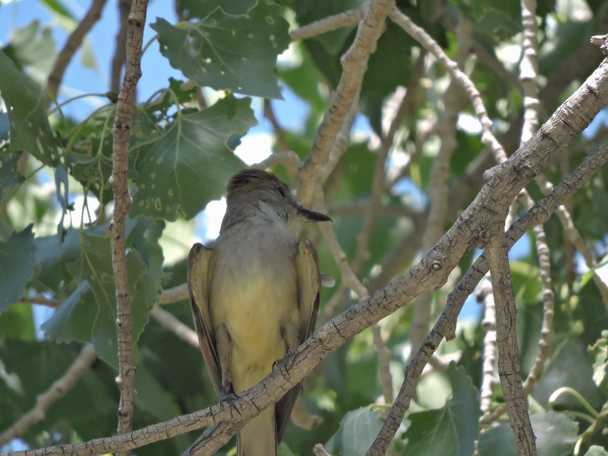 Brown-crested Flycatcher - Joshua Malbin