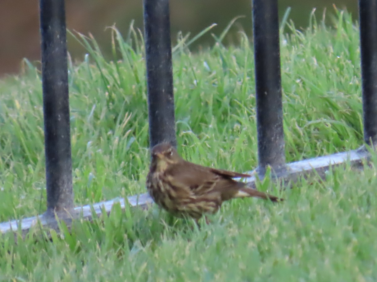 Rock Pipit - ML626983551