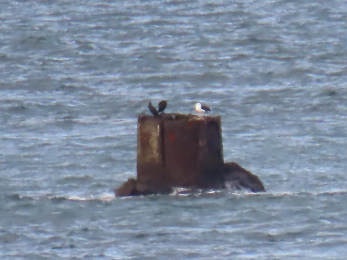 Great Black-backed Gull - ML626983565