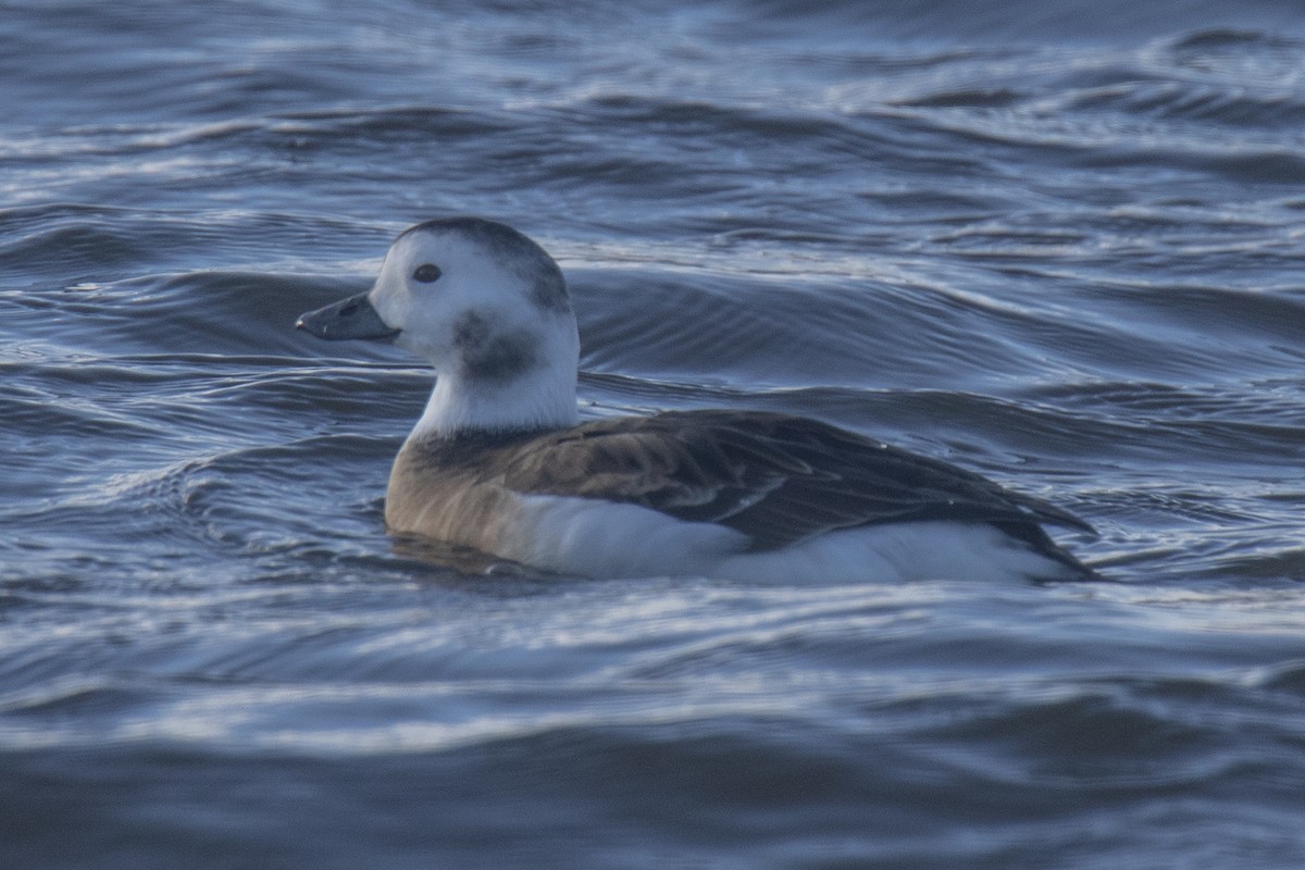 Мөнгөлөг шунгаахай - ML626983653