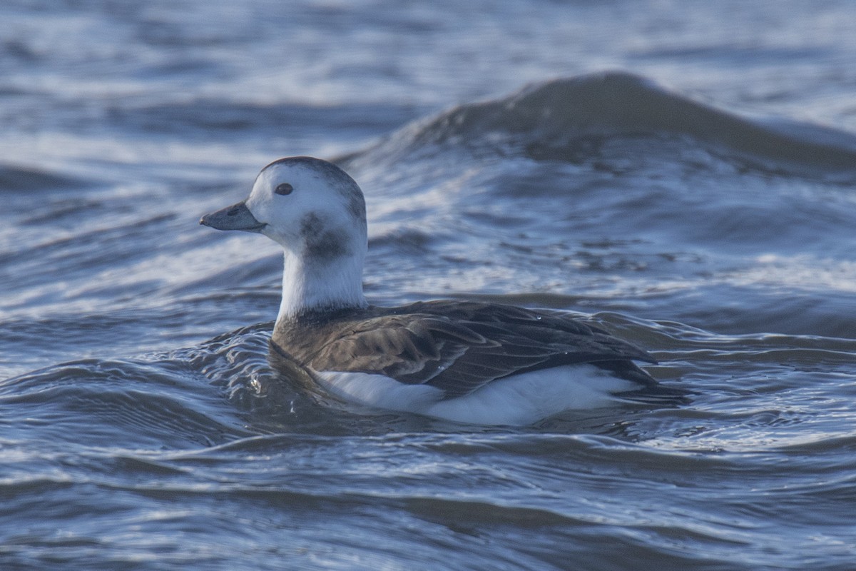 Мөнгөлөг шунгаахай - ML626983656