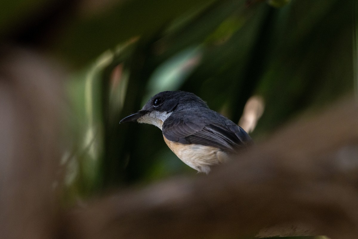 Vanikoro Flycatcher - ML626983677