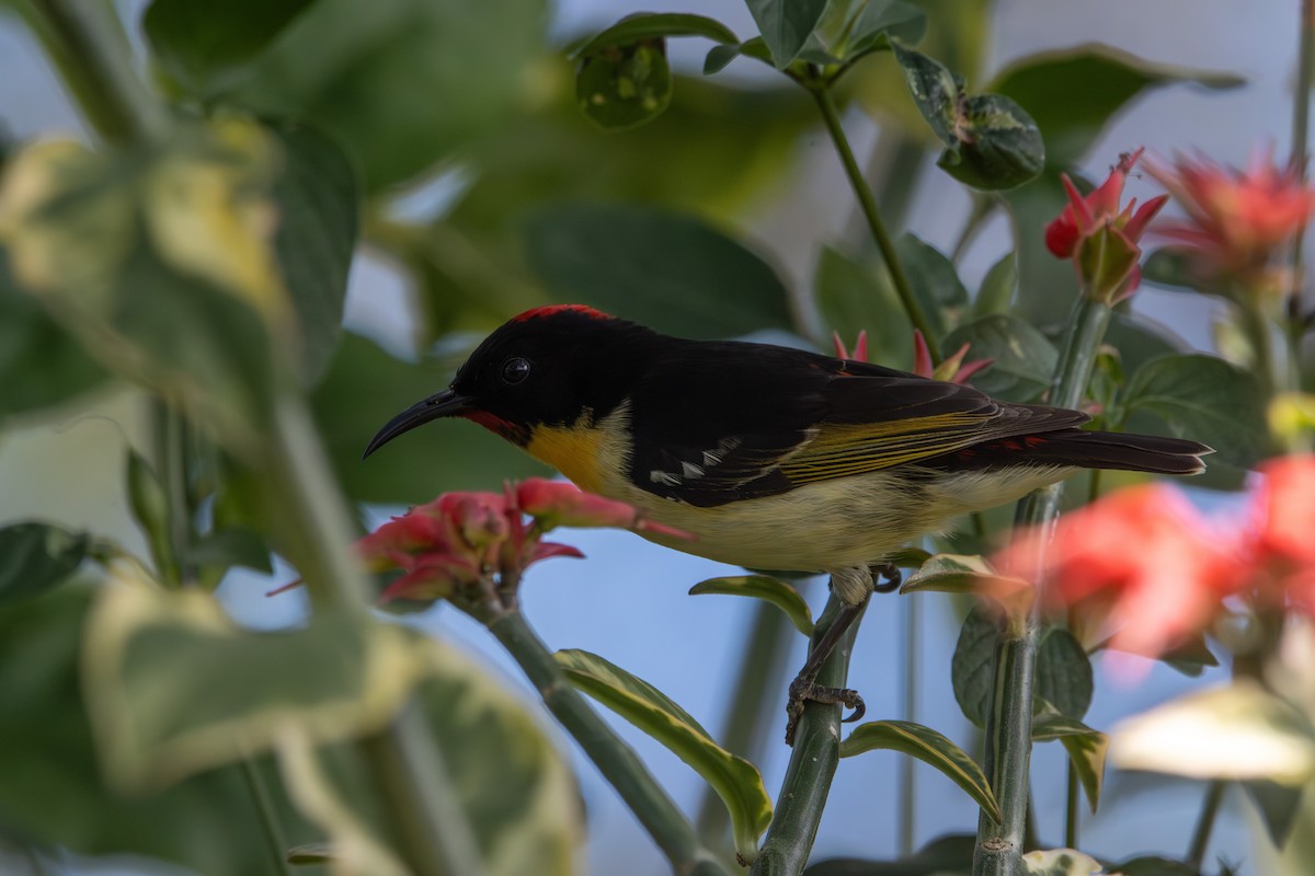 Sulphur-breasted Myzomela - ML626983689
