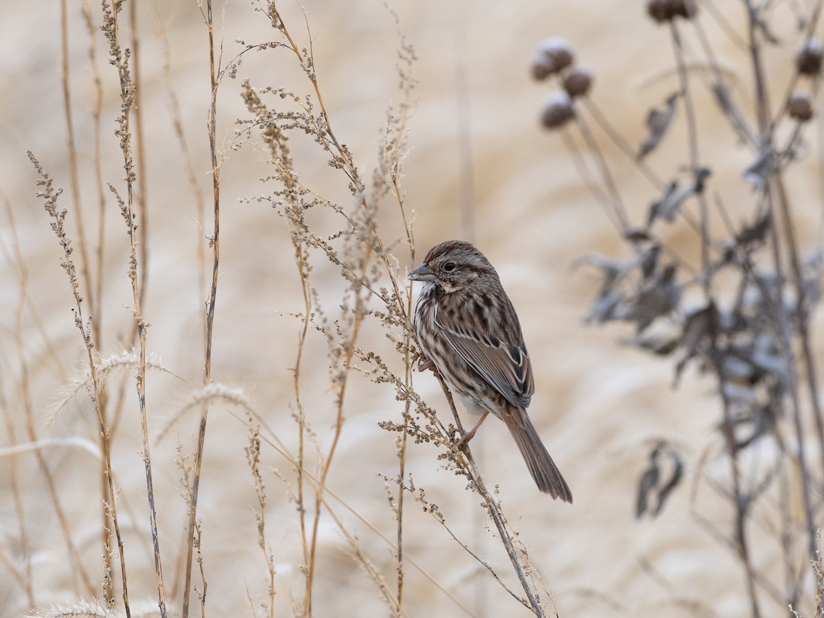 Song Sparrow - ML626983704