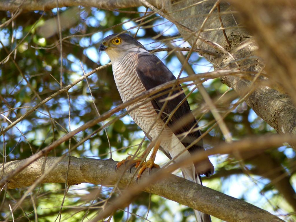 African Goshawk - ML626983930