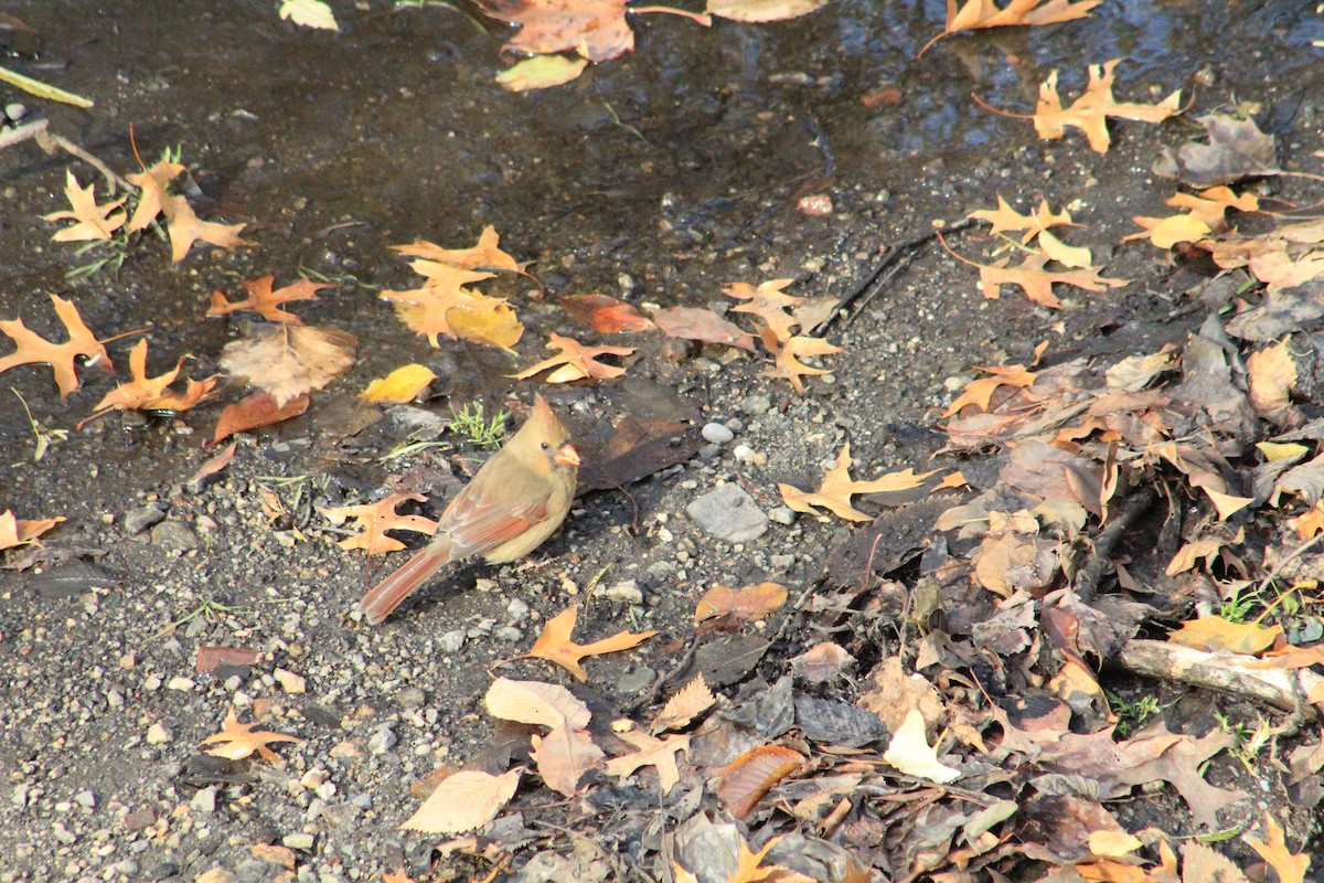 Northern Cardinal - ML626984049