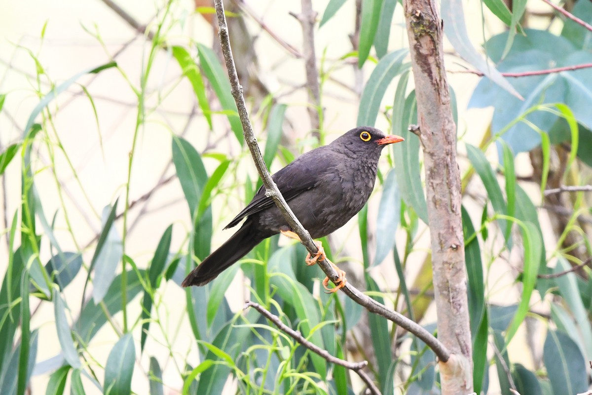 Great Thrush - ML626984326