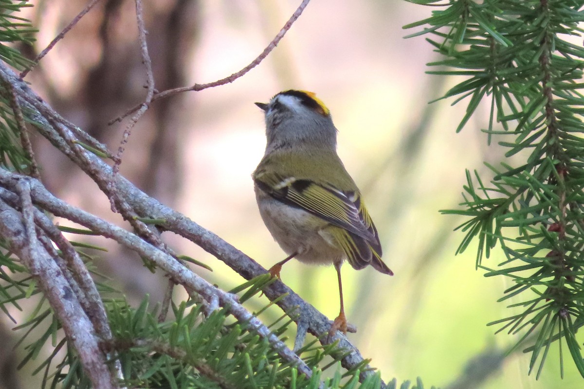 Golden-crowned Kinglet - ML626984358