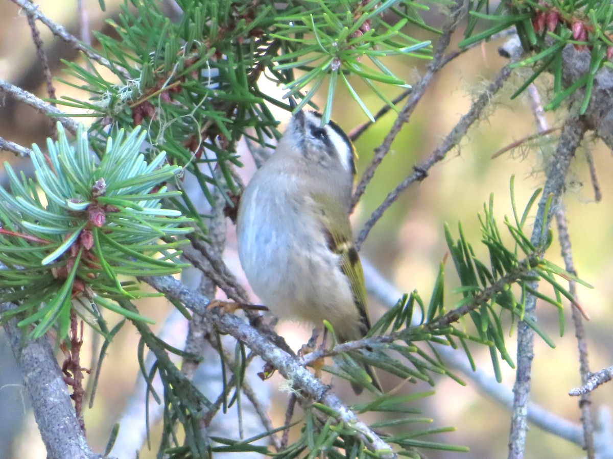 Golden-crowned Kinglet - ML626984361