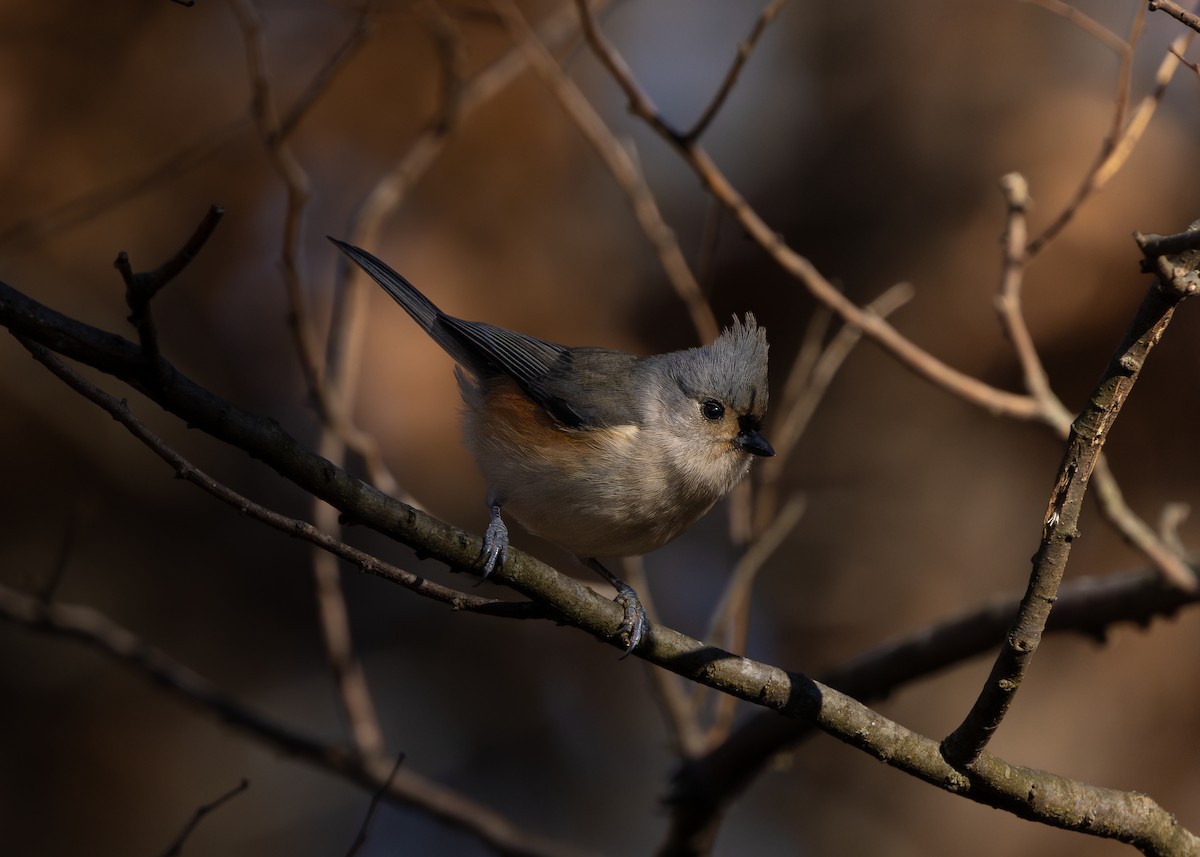 Tufted Titmouse - ML626984400