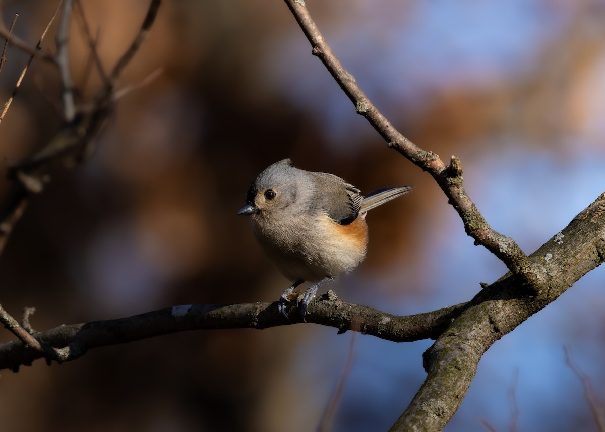 Tufted Titmouse - ML626984402