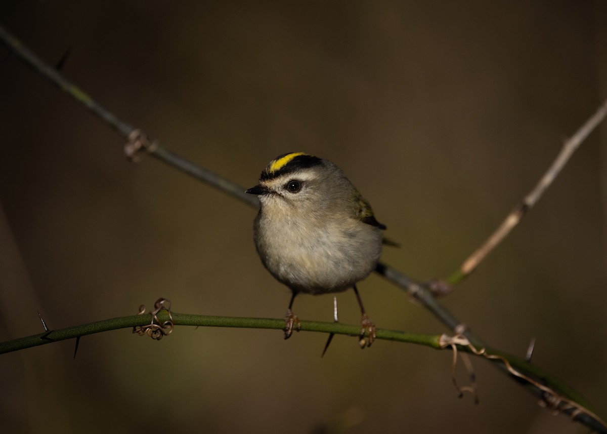 Golden-crowned Kinglet - ML626984411