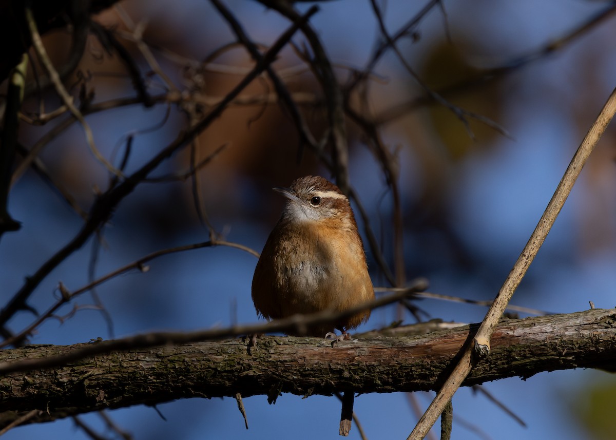 Carolina Wren - ML626984430