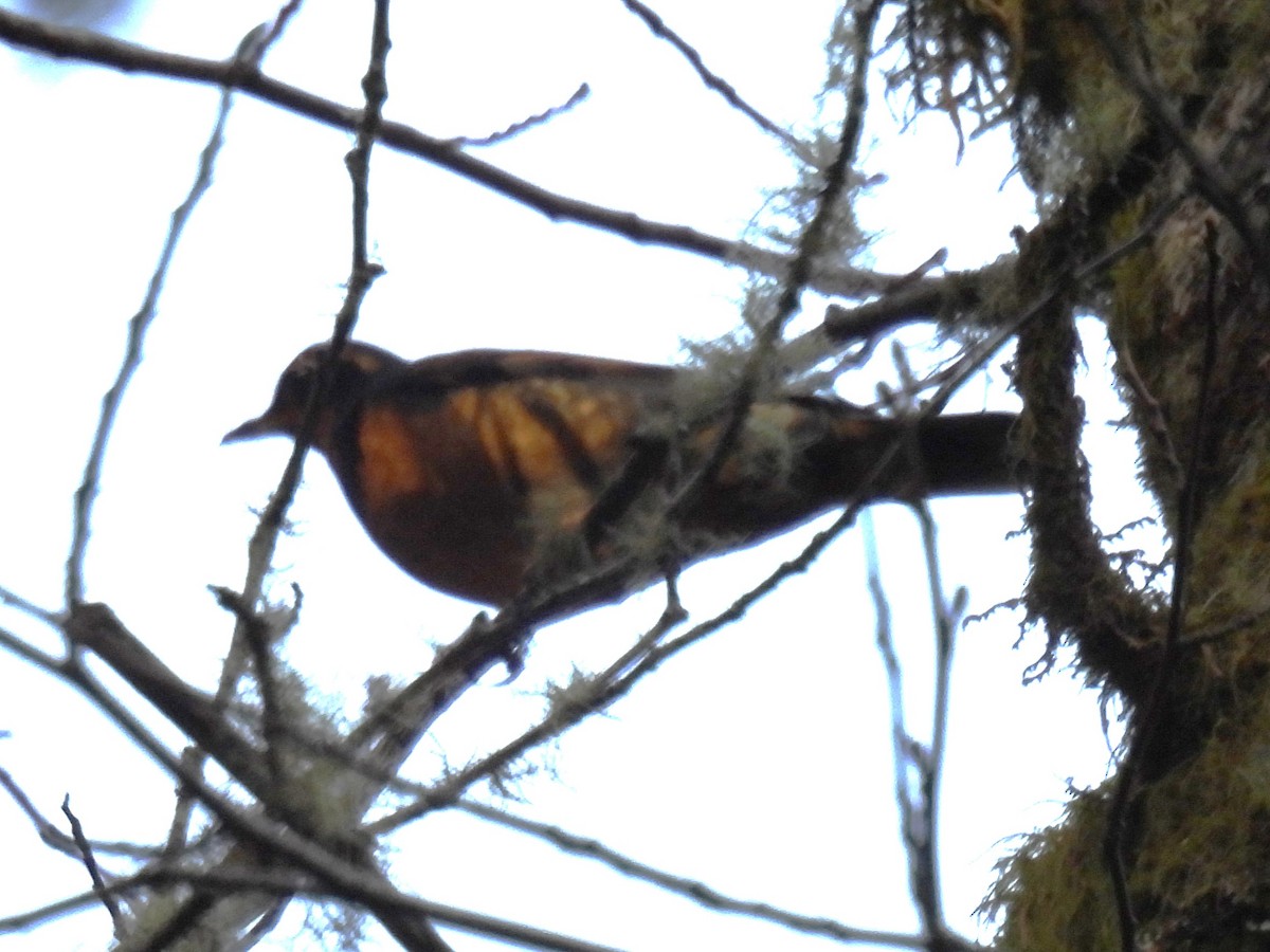 Varied Thrush - ML626984607