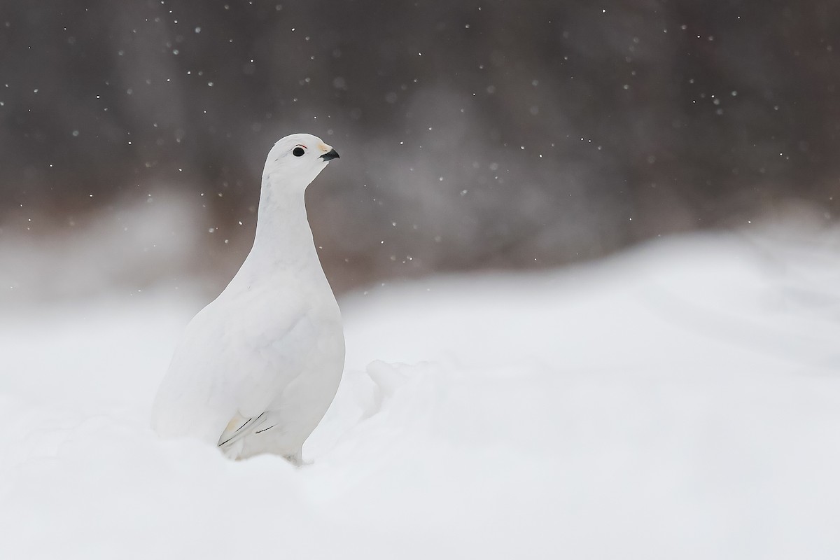 Willow Ptarmigan - ML626985386