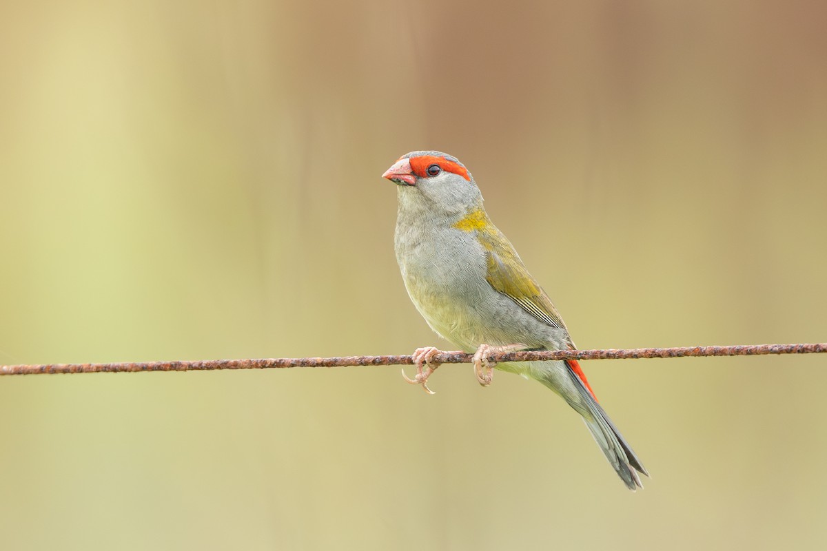 Red-browed Firetail - ML626985526