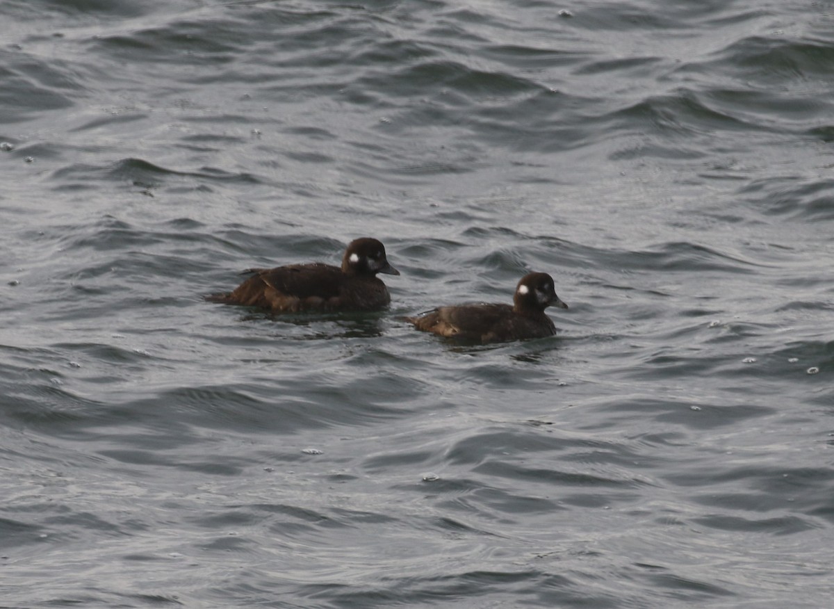 Harlequin Duck - ML626985619