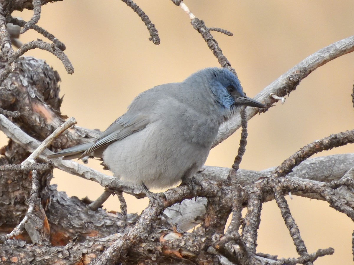 Geai des pinèdes - ML626985739