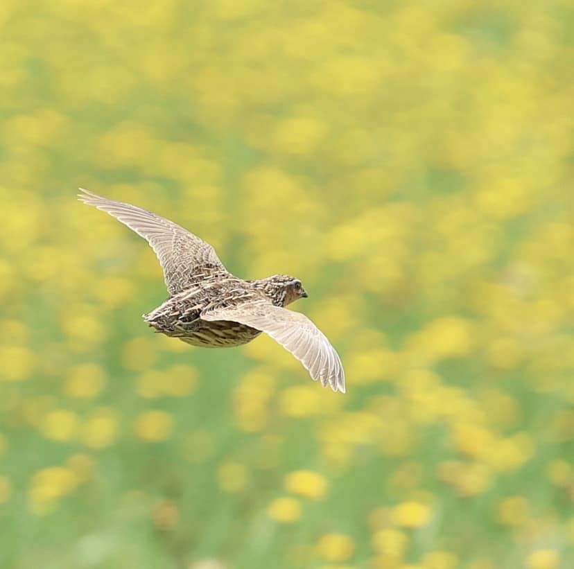 Stubble Quail - ML626985747