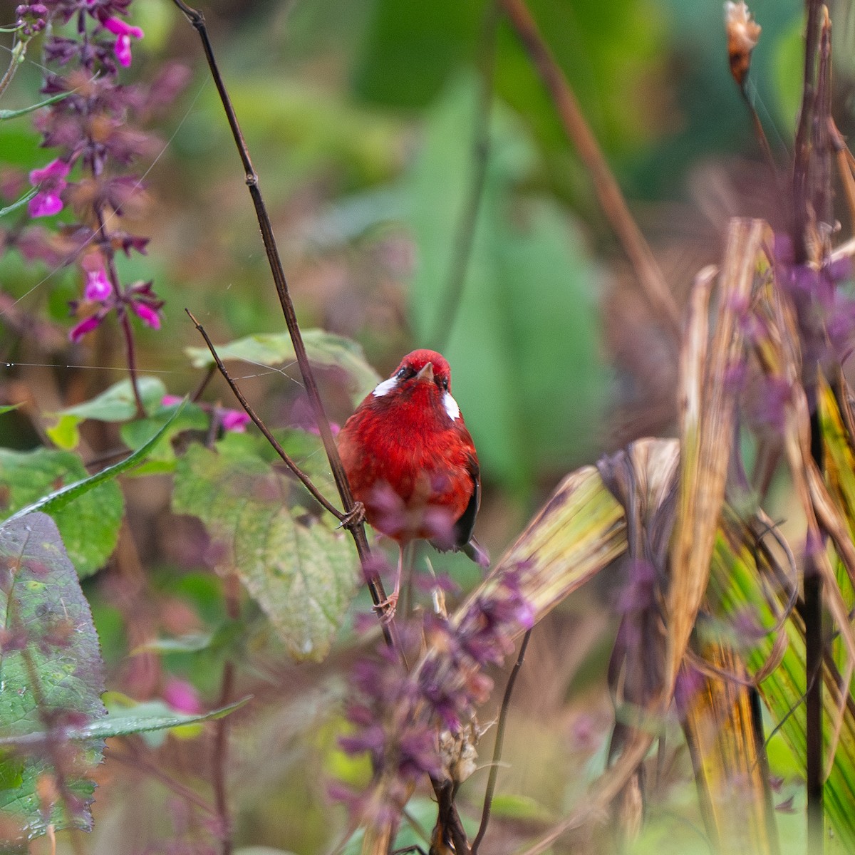 Red Warbler - ML626985771