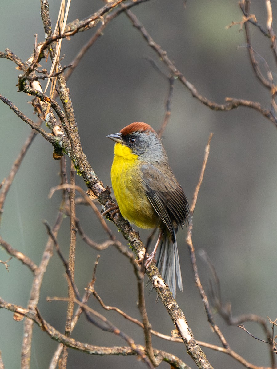 Rufous-capped Brushfinch - ML626985775