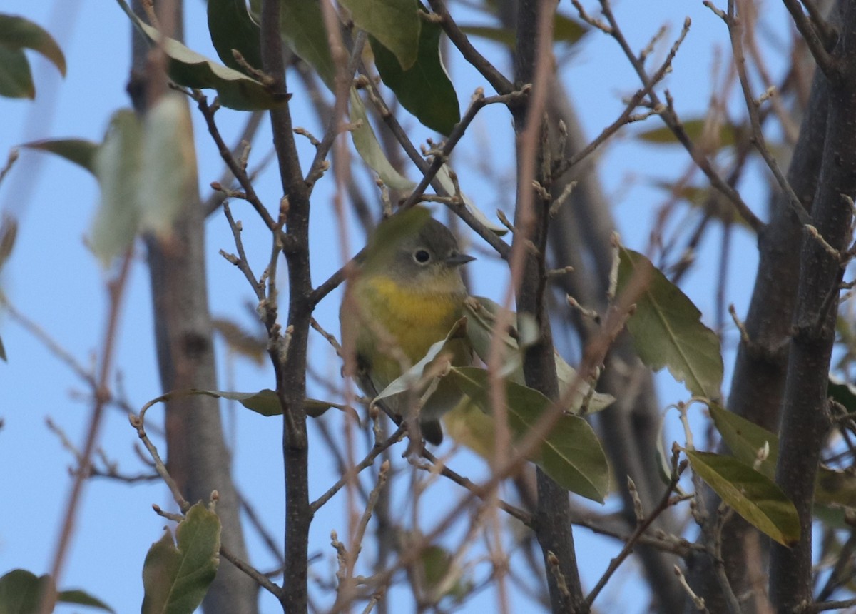 Nashville Warbler - ML626985788