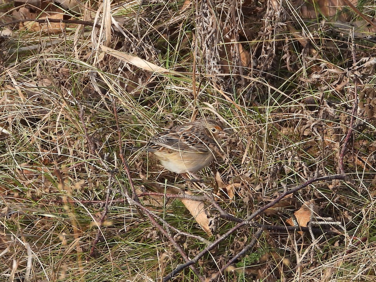 Grasshopper Sparrow - ML626985792