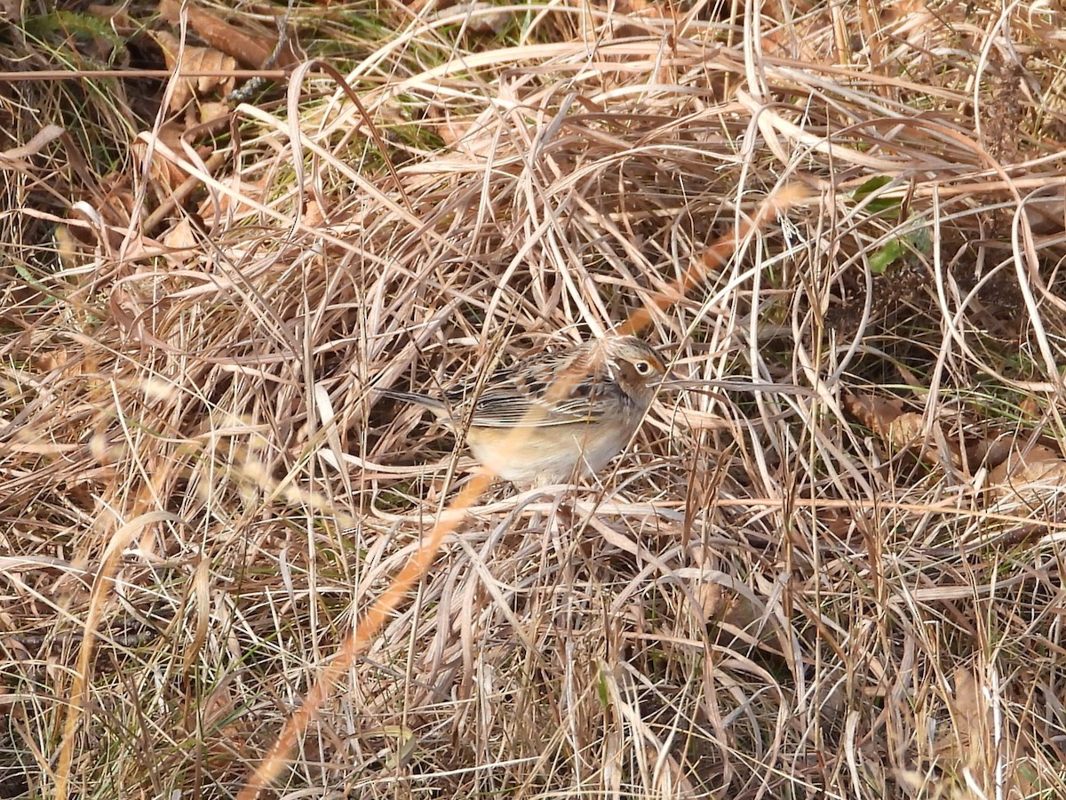 Grasshopper Sparrow - ML626985794