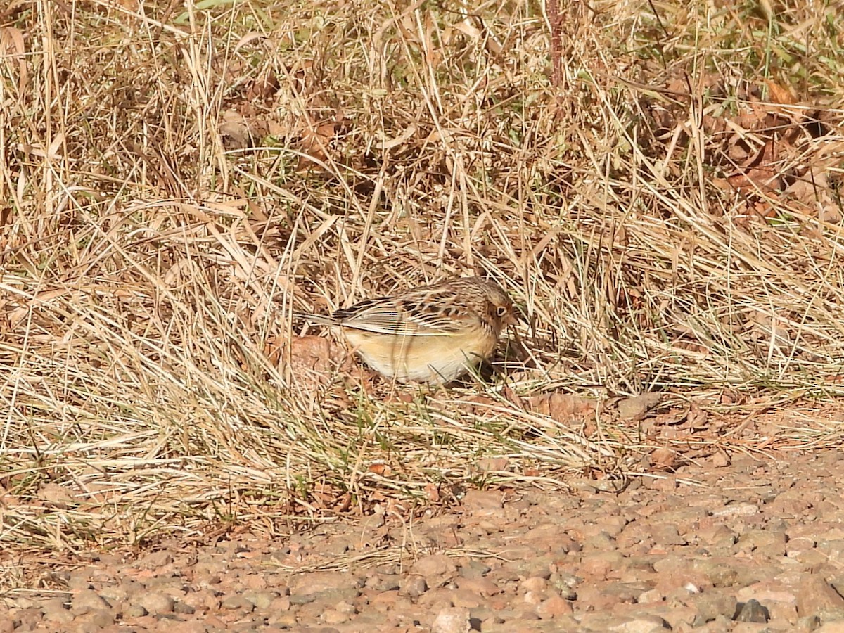 Grasshopper Sparrow - ML626985798