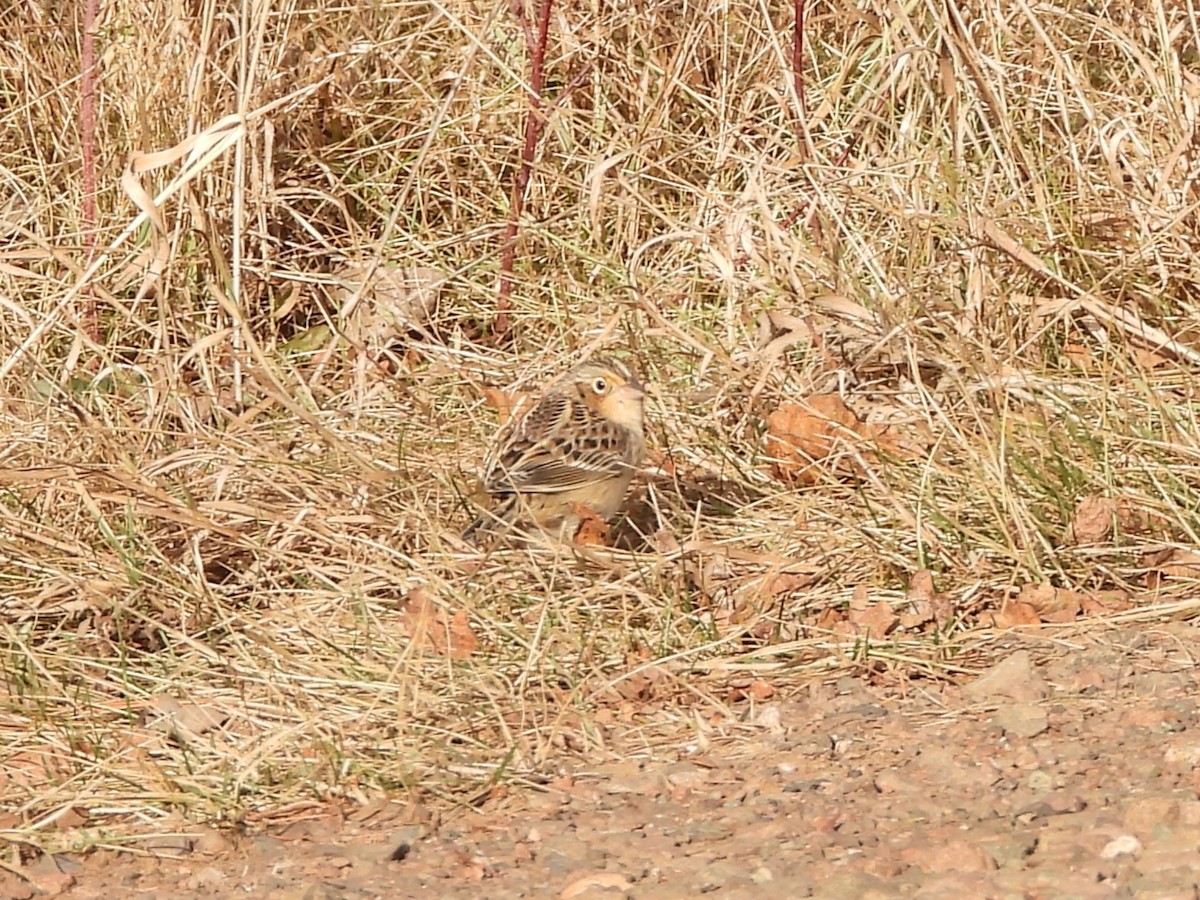 Grasshopper Sparrow - ML626985801