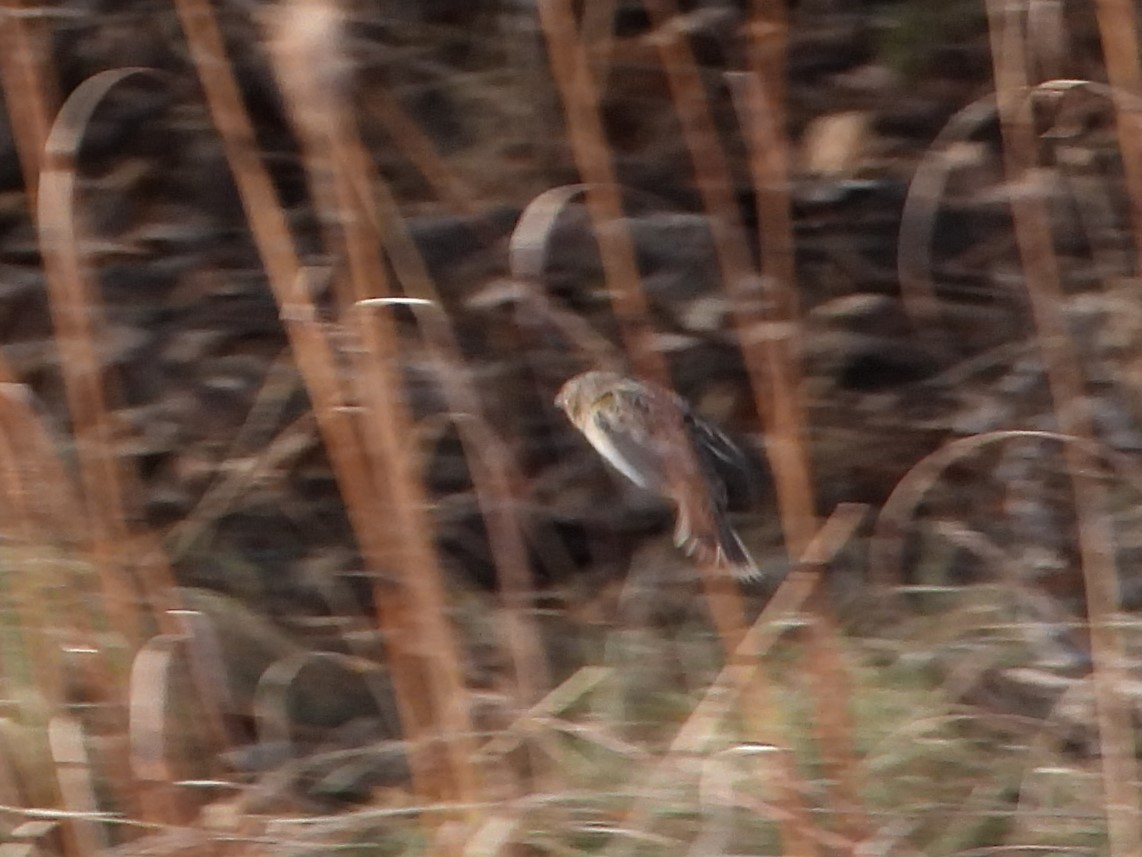 Grasshopper Sparrow - ML626985875