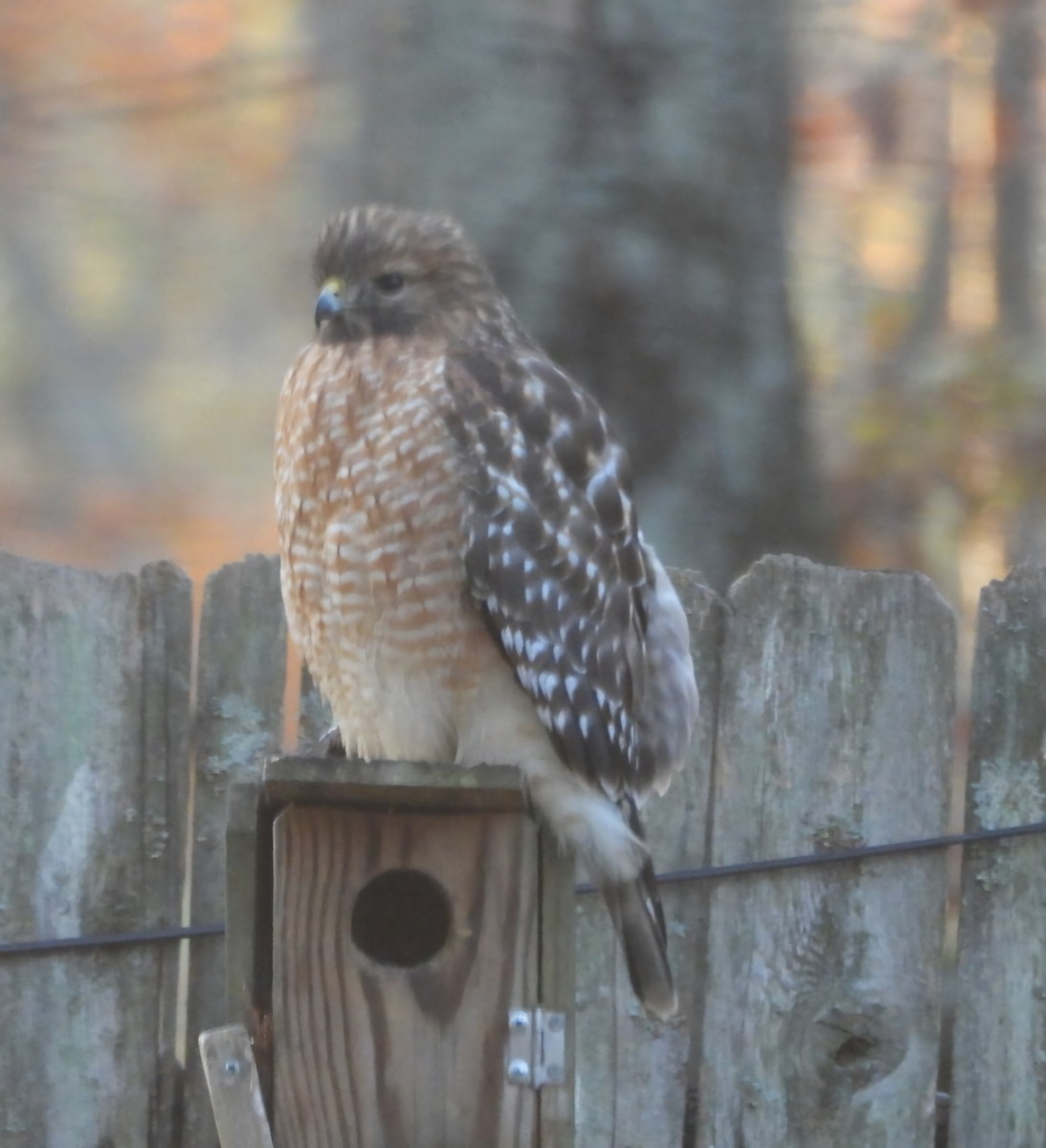 Red-shouldered Hawk - ML626985889