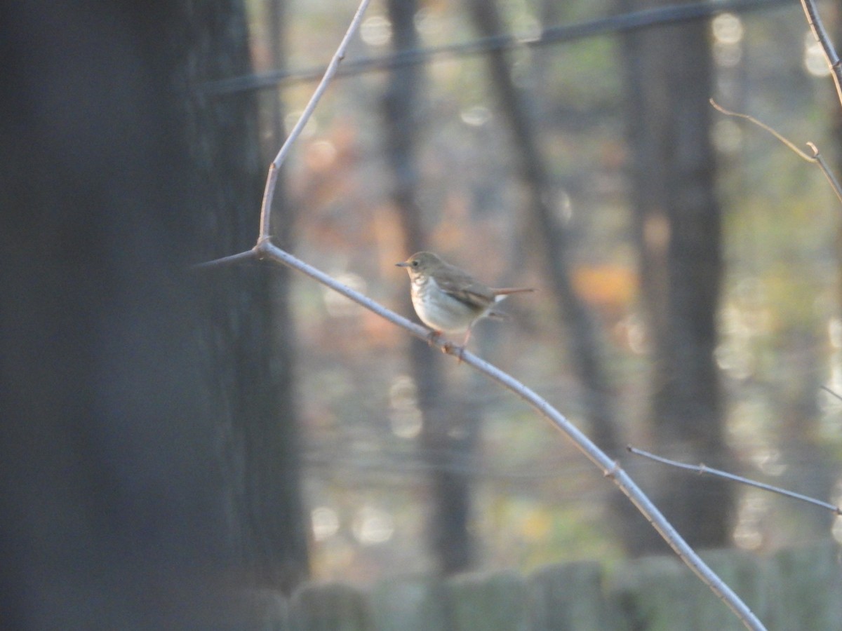 Hermit Thrush - ML626985963