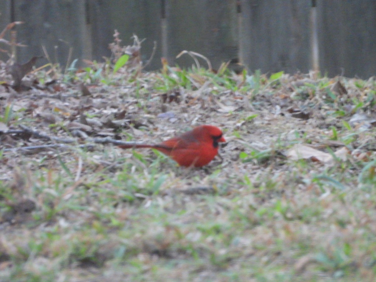 Northern Cardinal - ML626985973