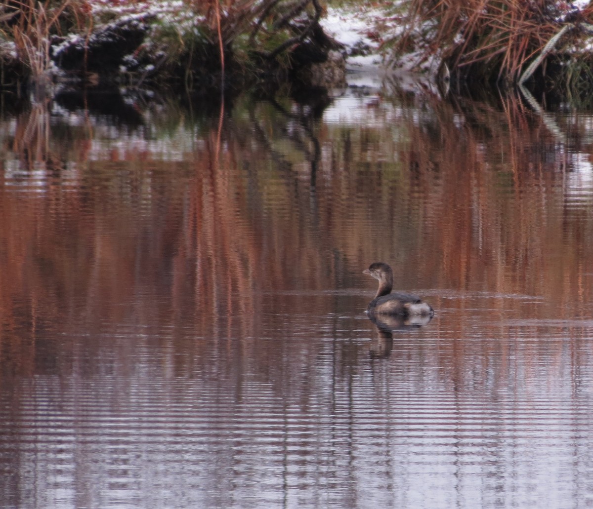 Pied-billed Grebe - ML626986038