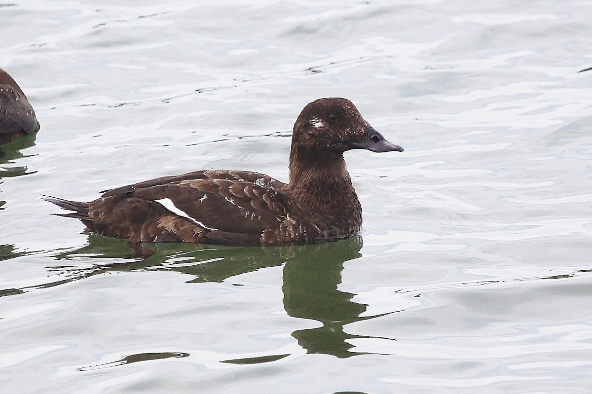 White-winged Scoter - ML626986191