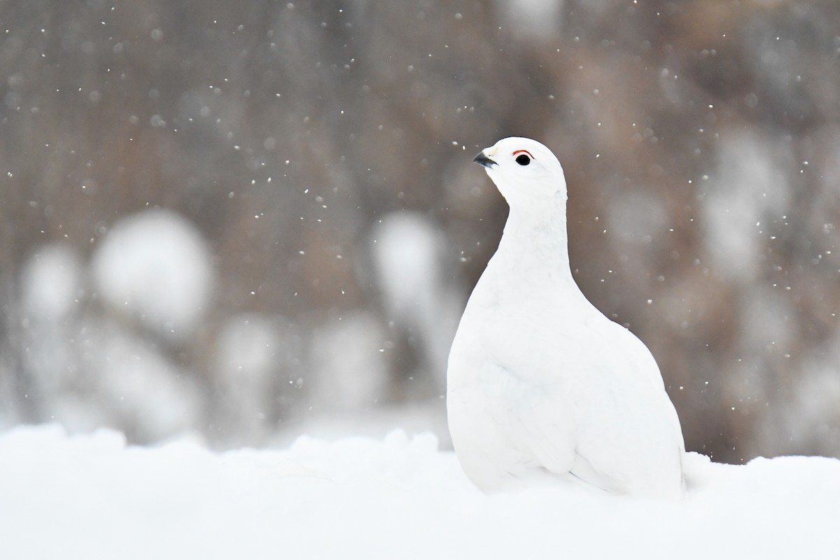 Moorschneehuhn - ML626986206