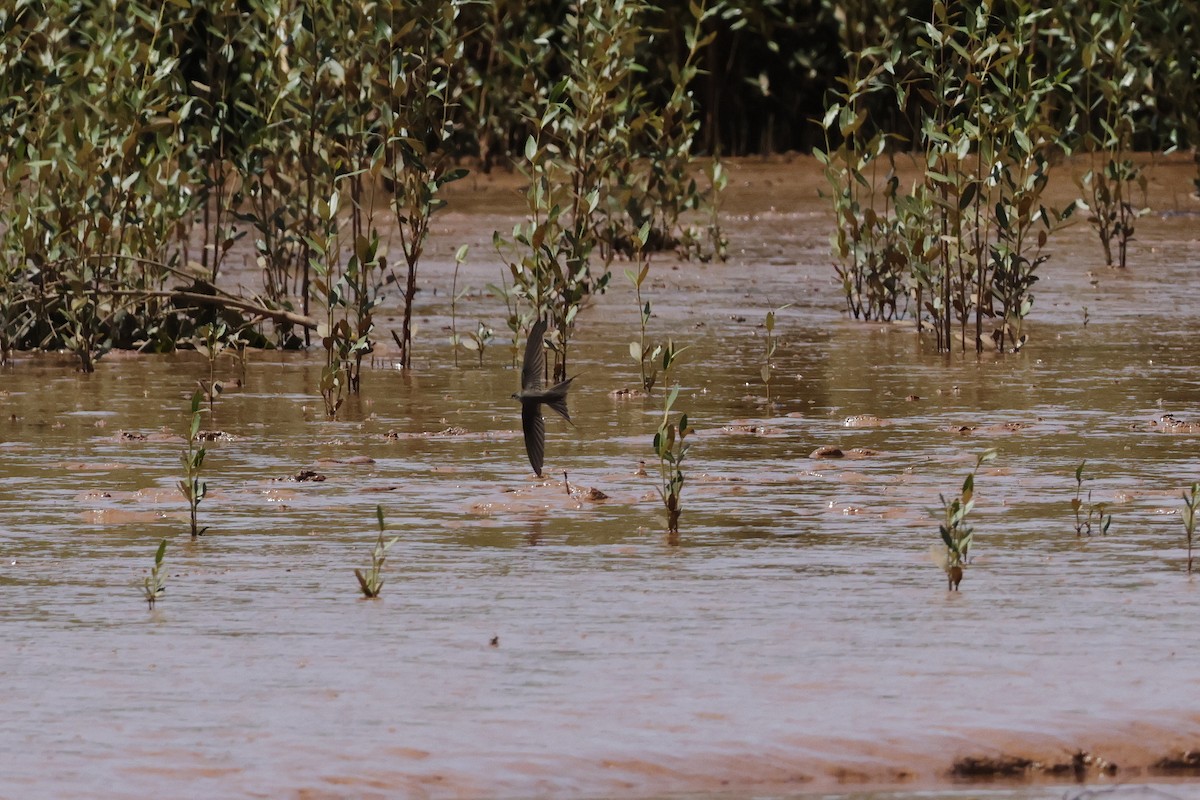 Malagasy Palm Swift - ML626986494