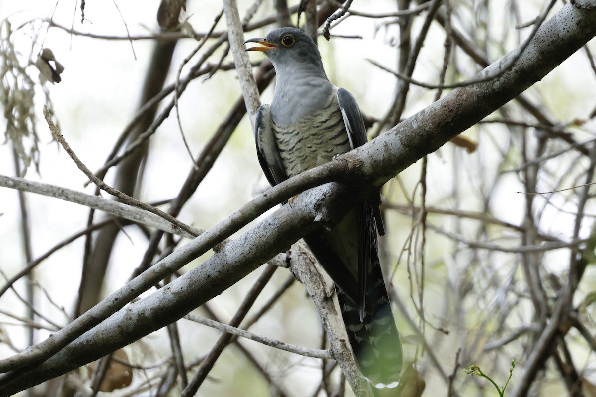 Madagascar Cuckoo - ML626986663