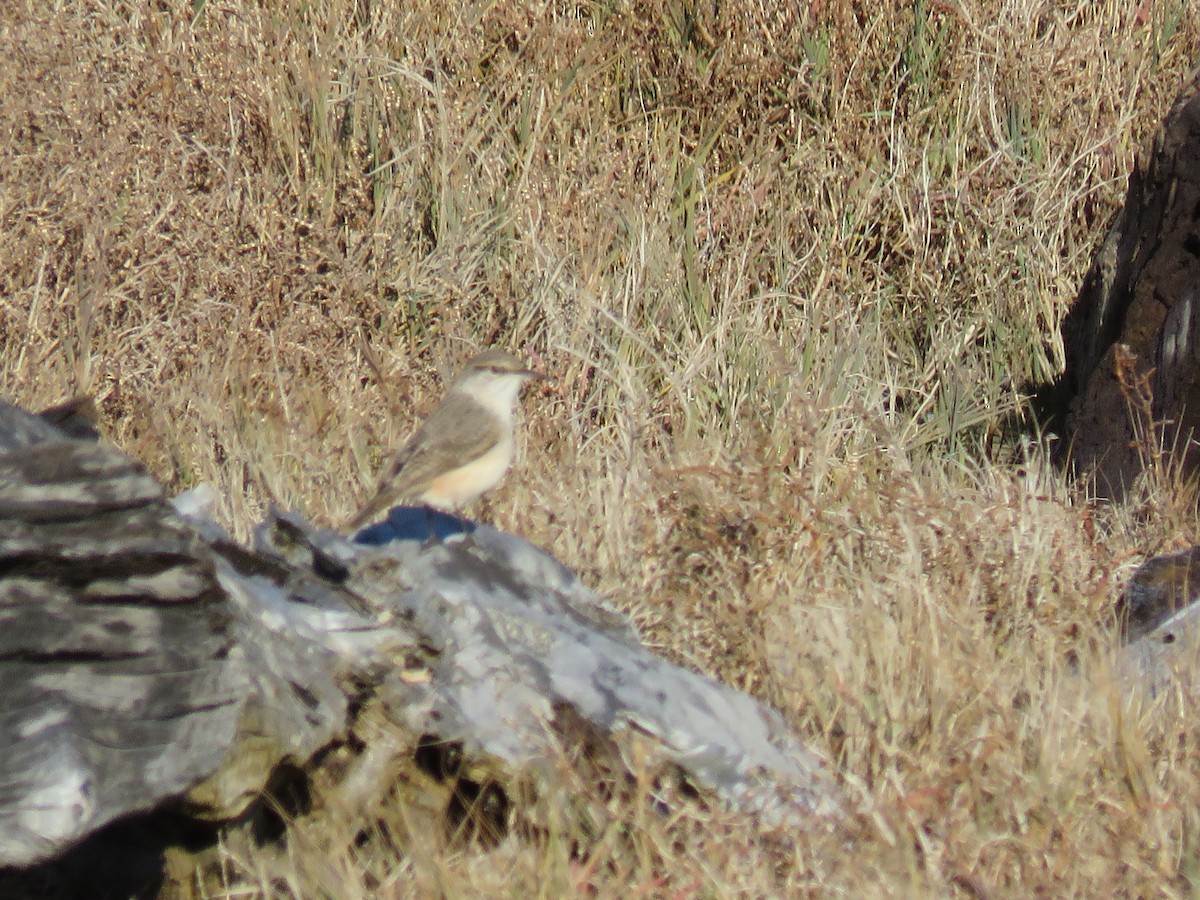 Rock Wren - ML626986665